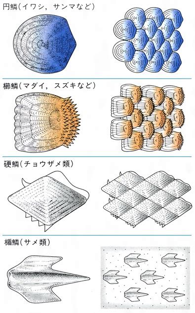 有鱗魚種類|魚の鱗